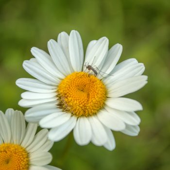 A white and yellow Shasta daisy with another in the soft-focused background. closeup with mosquito on it; Shutterstock ID 650122210; Job (TFH, TOH, RD, BNB, CWM, CM): TOH Mosquitoes Backyard