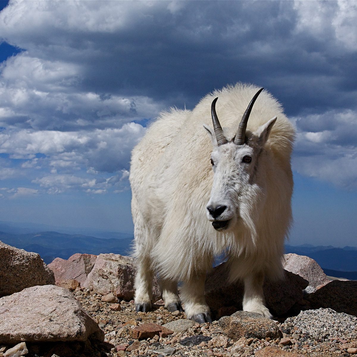 Mountain Goat in the clouds at 14,000 feet above sea level