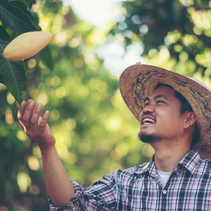 Young smart farmer, mordern mango farm, Thailand fruit