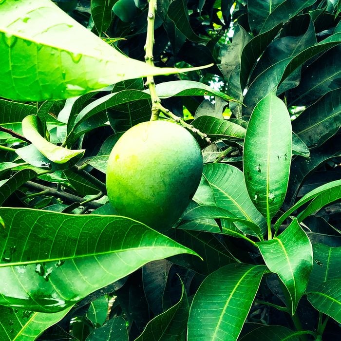Mango in mango tree surrounded with mango leafs.
