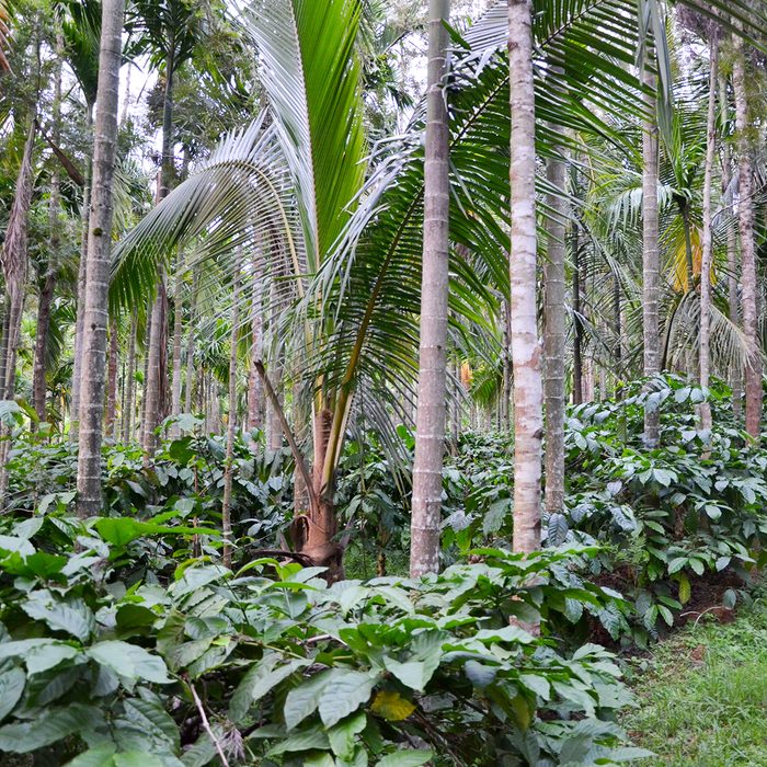 Coffee Plantation at Chickmiagalore