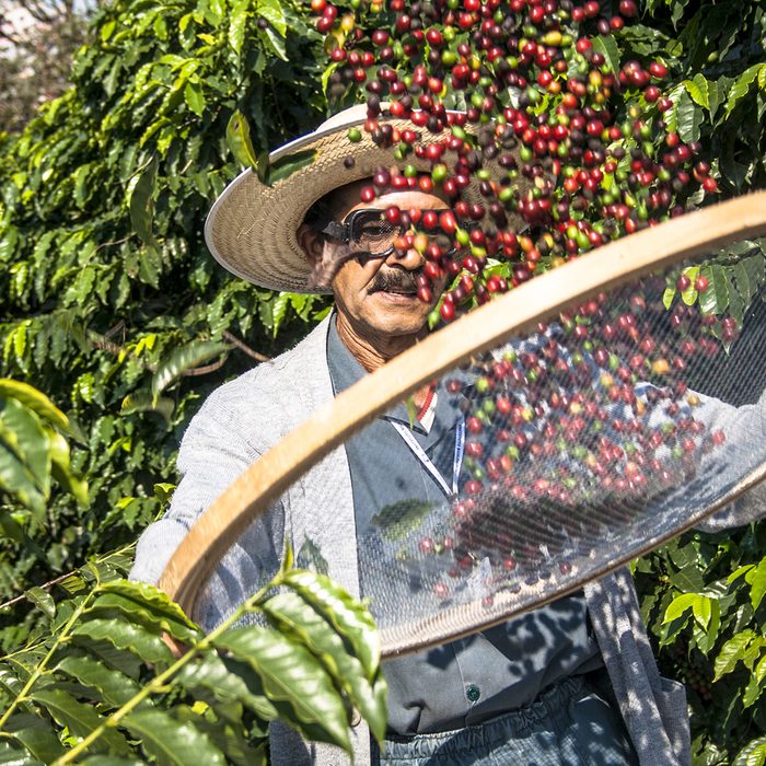 Sao Paulo, Brazil. June 18, 2009. Man harvesting coffee on the orchard of the Biological Institute, the oldest urban coffee plantation in the country, located in Vila Mariana,