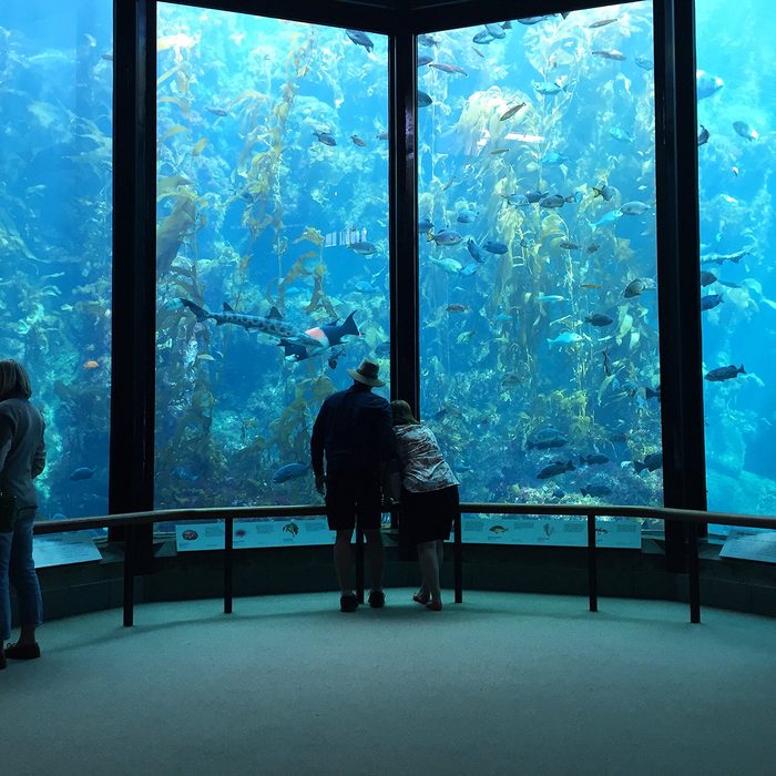 Visitors view fish in the Kelp Forest tank at The Monterey Bay Aquarium the on March 2, 2016 in Monterey, California
