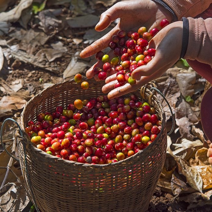 Coffee farmer hands holding freshly picked red ripen arabica coffee berries cherries and pouring them into bamboo basket at coffee plantation