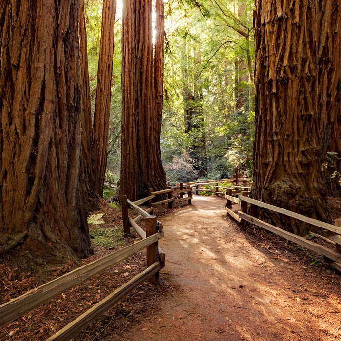 Trail through redwoods in Muir Woods National Monument near San Francisco, California