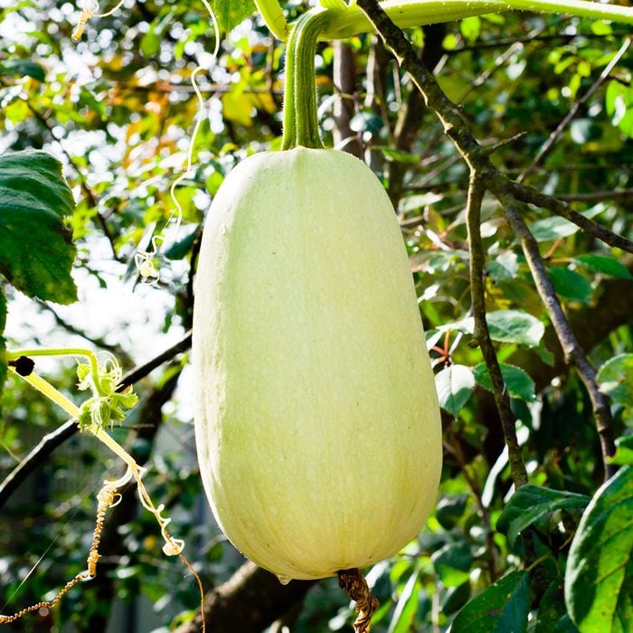 White zucchini in the garden, hanging in the air