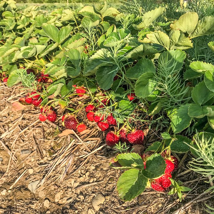 Berry bushes