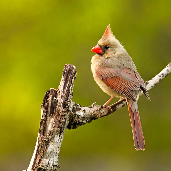 birds, cardinal
