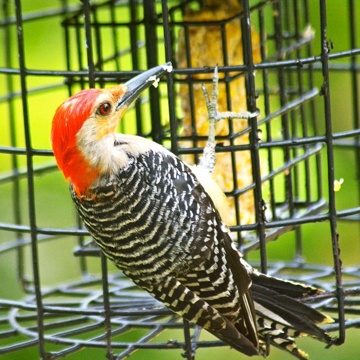 The magnificent Red-bellied Woodpecker is a familiar year round visitor to the suet feeders in my backyard. The patterns and colors of this particularly large male species are striking. Amazingly; they are not bothered by humans; so I can spend hours photographing them and taking in their colorful beauty as they munch on their favorite food. This photo was shot through my dining room window with a Nikon D7100 camera.
