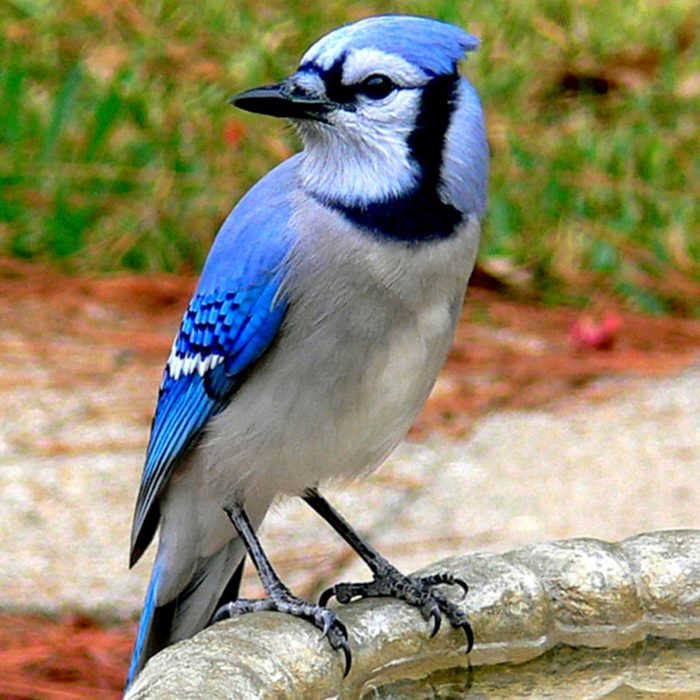 Bluejay.Taken in Brownwood;TxUsed a Panasonic; Lumix; DMC-FZ1000