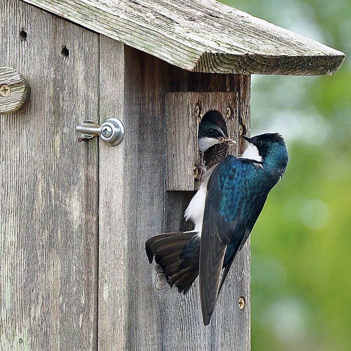 A Tree Swallow had never crossed my path until earlier this year. Feel very fortunate to capture this stunning photo of one adult bringing nest material to the other adult inside the house building the nest. This was photographed in Henry County; TN. (Paris) and is very special to me because it was new to me.