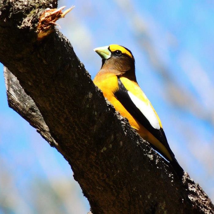 This evening grosbeak was just passing through our yard. I had never seen one before. I was glad I was able to capture him. His colors are so striking against the background; I just love looking at it.