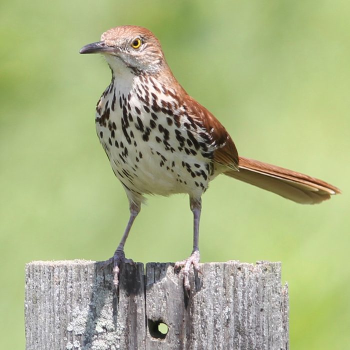 I chose this shot that I took of a Brown Thrasher; because of his intense look; beautiful yellow eyes; and his gorgeous colors. Also for his awesome singing ! I find the Brown Thrasher a very interesting bird to watch with his serious expressions. This shot was a lifer for me! I couldn't believe he was just sitting there posing !