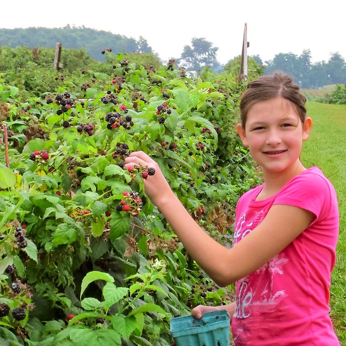 Hess Farms - girl picking berries