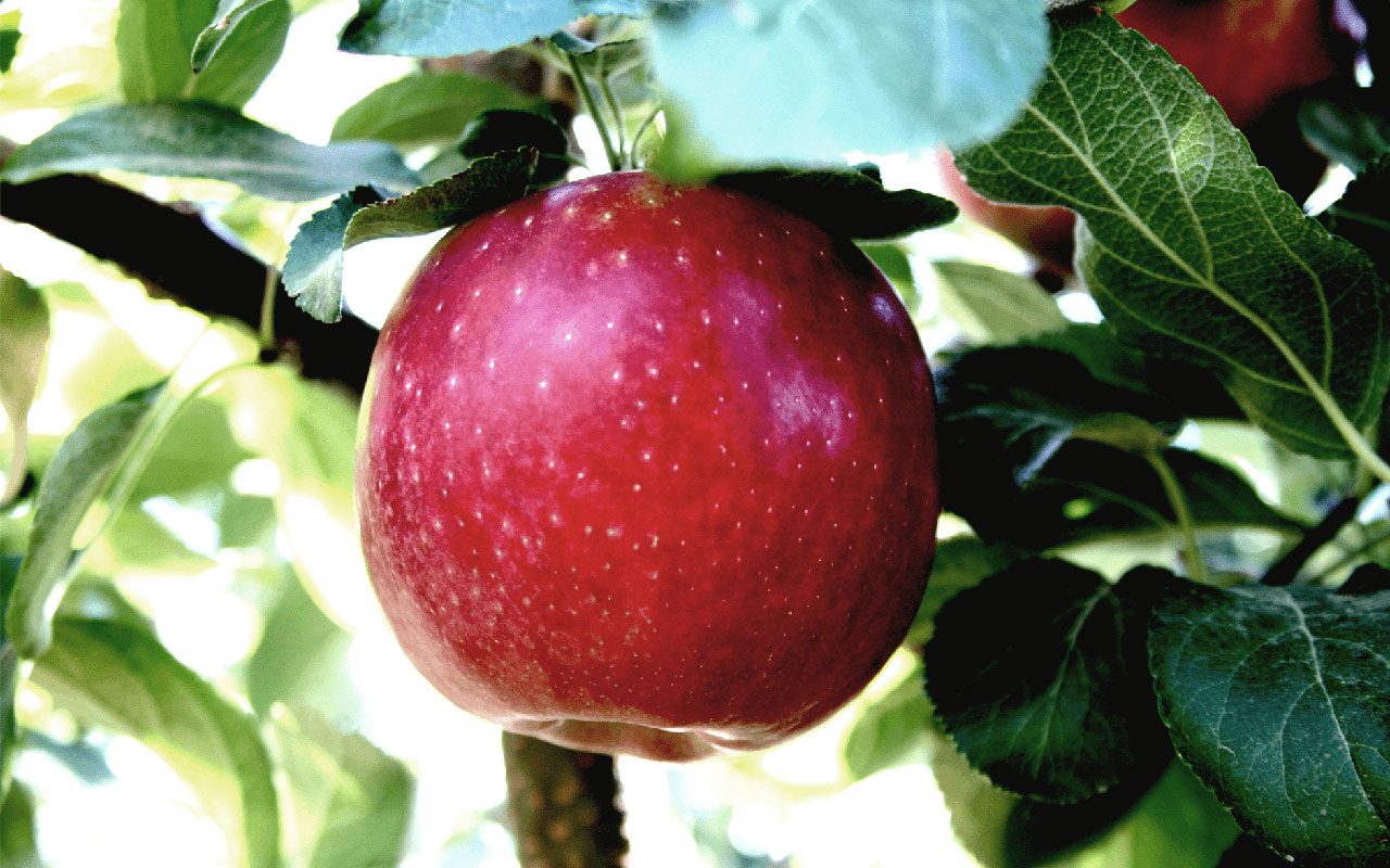Will new Cosmic Crisp apple, out Dec. 1, dethrone Honeycrisp?