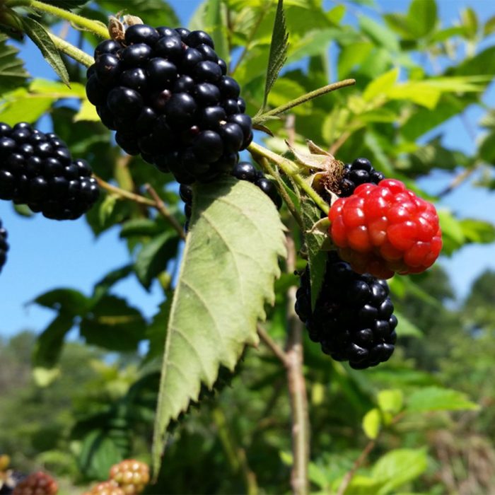 Cox Berry Farm & Nursery