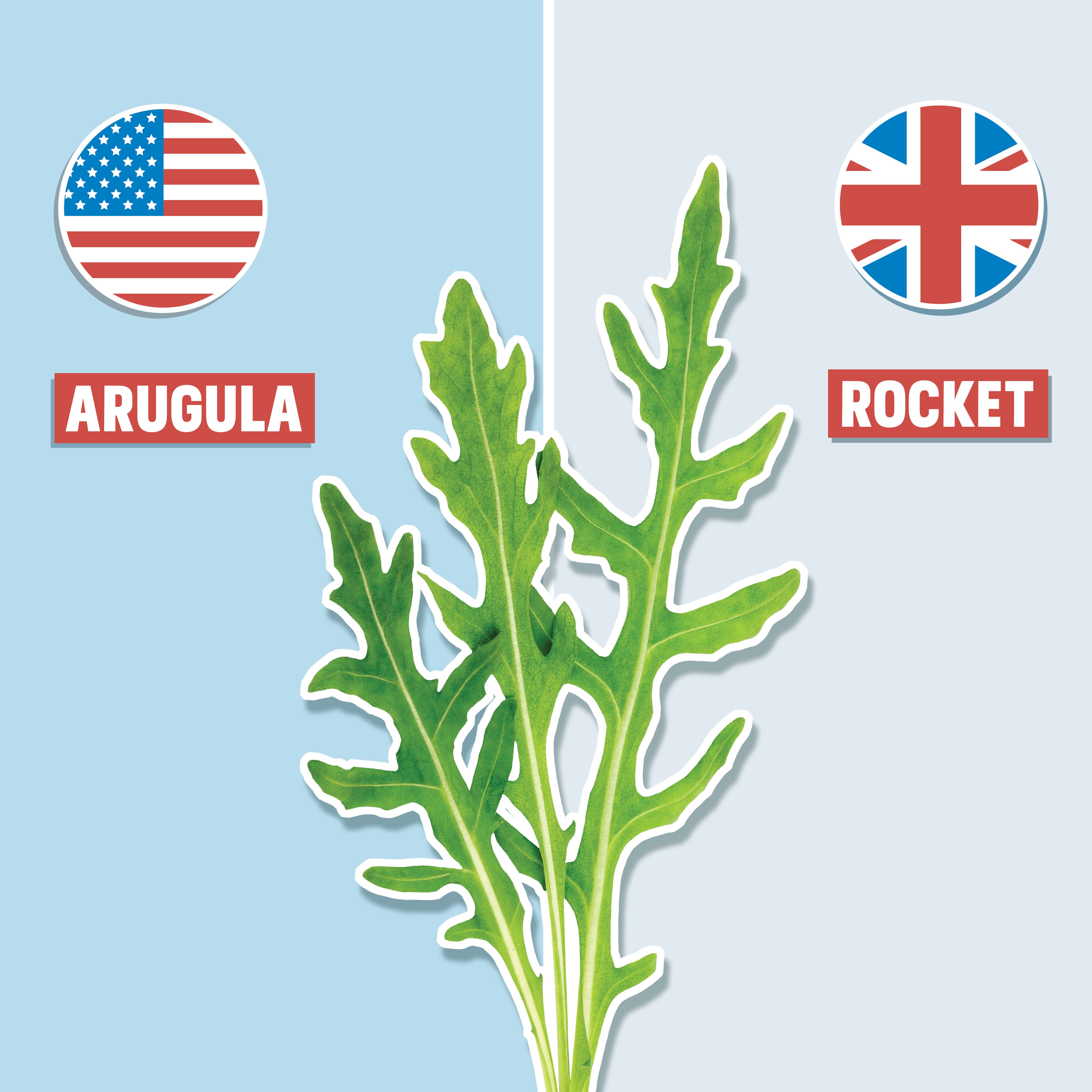 arugula on blue background with american and british english pronunciation on either side