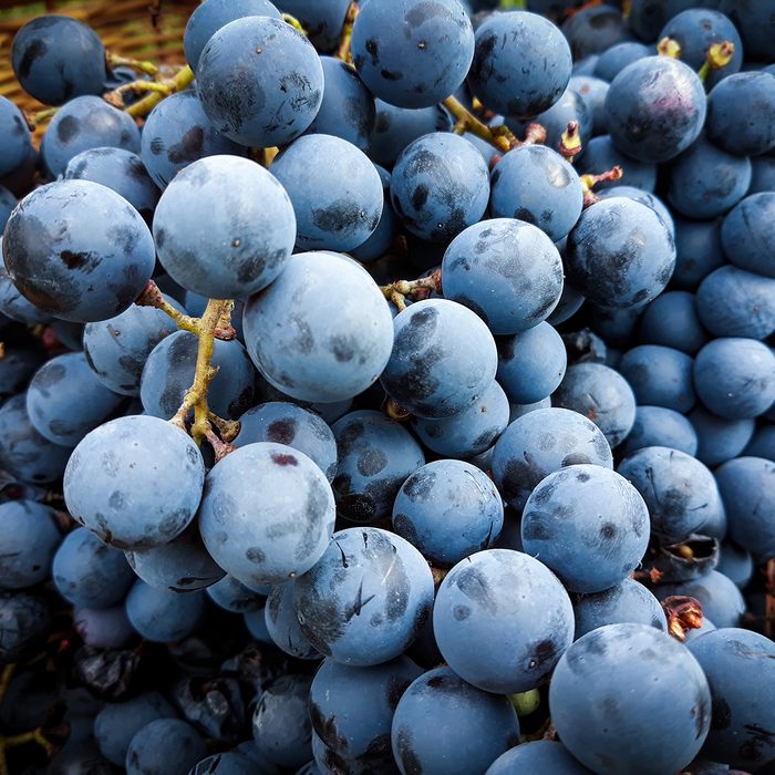 Black grape bunches Grenache variety in the foreground