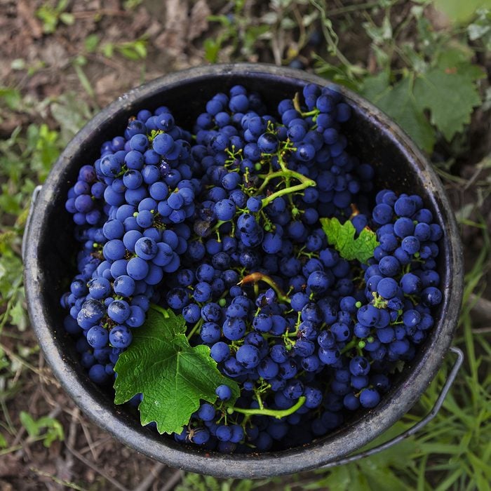 Cabernet Sauvignon grapes in bucket after harvest