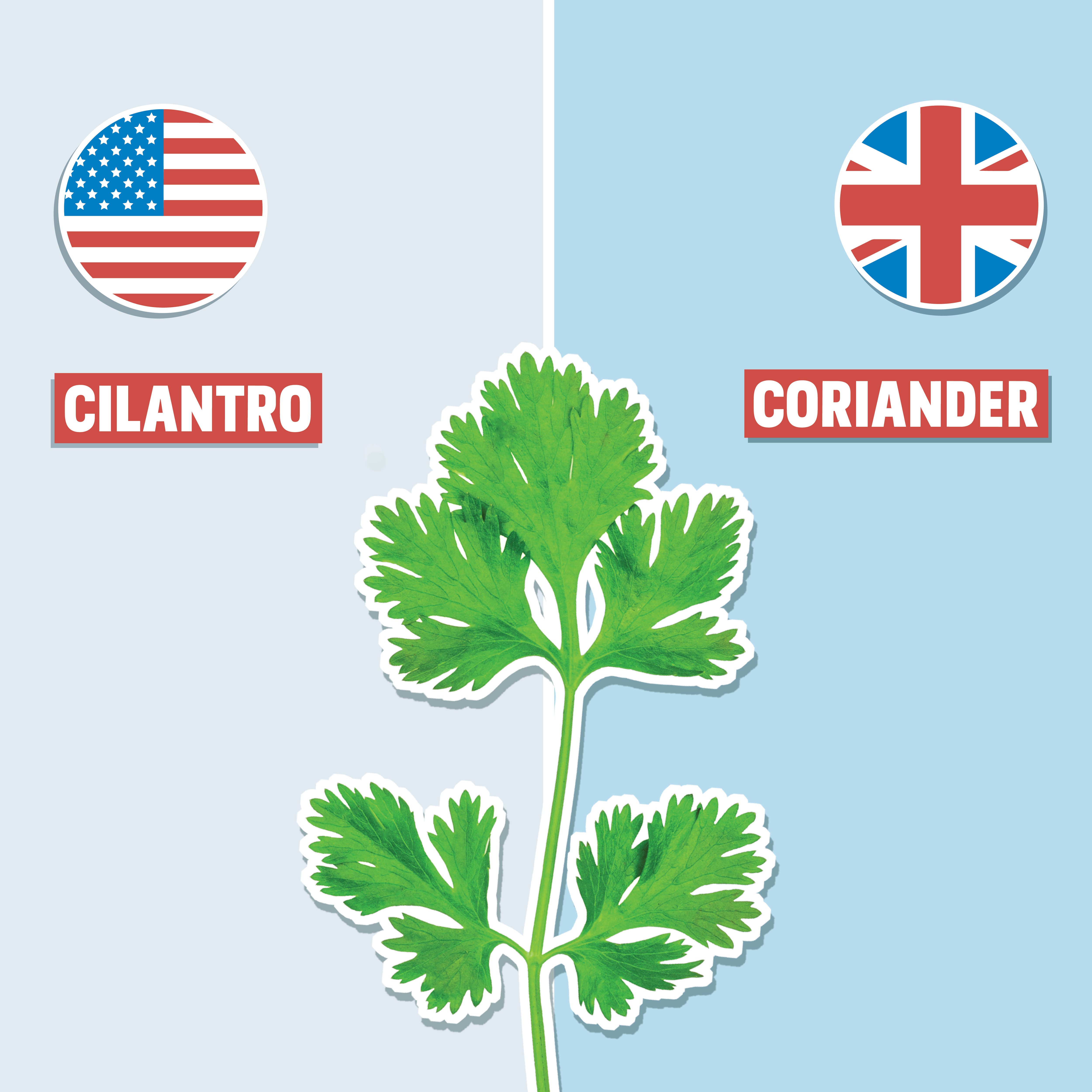 cilantro on blue background with american and british english pronunciation on either side