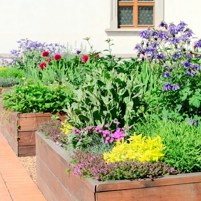 Raised beds in an urban garden growing plants flowers, herbs spices and berries; Shutterstock ID 1407108191; Job (TFH, TOH, RD, BNB, CWM, CM): TOH Edible Landscaping