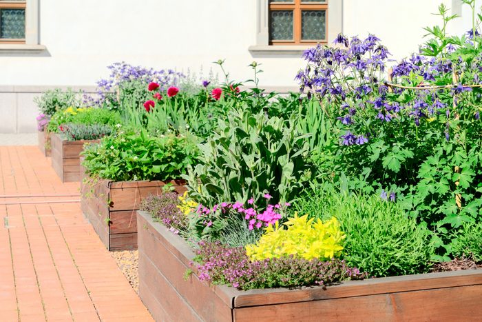 Raised beds in an urban garden growing plants flowers, herbs spices and berries; Shutterstock ID 1407108191; Job (TFH, TOH, RD, BNB, CWM, CM): TOH Edible Landscaping