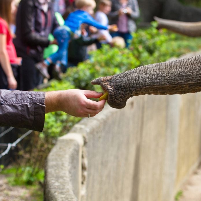 Elephant's trunk and human hand feeding