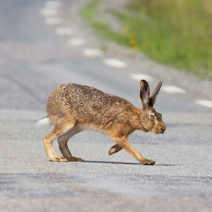 European hare (Lepus europaeus). out on the road.