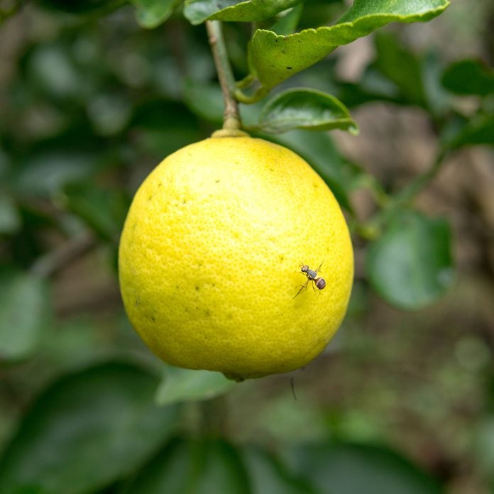 Bug on lemon in tree