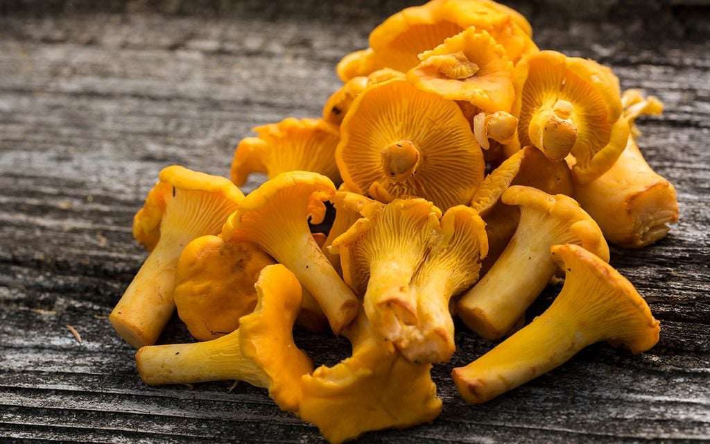 yellow chanterelle mushrooms