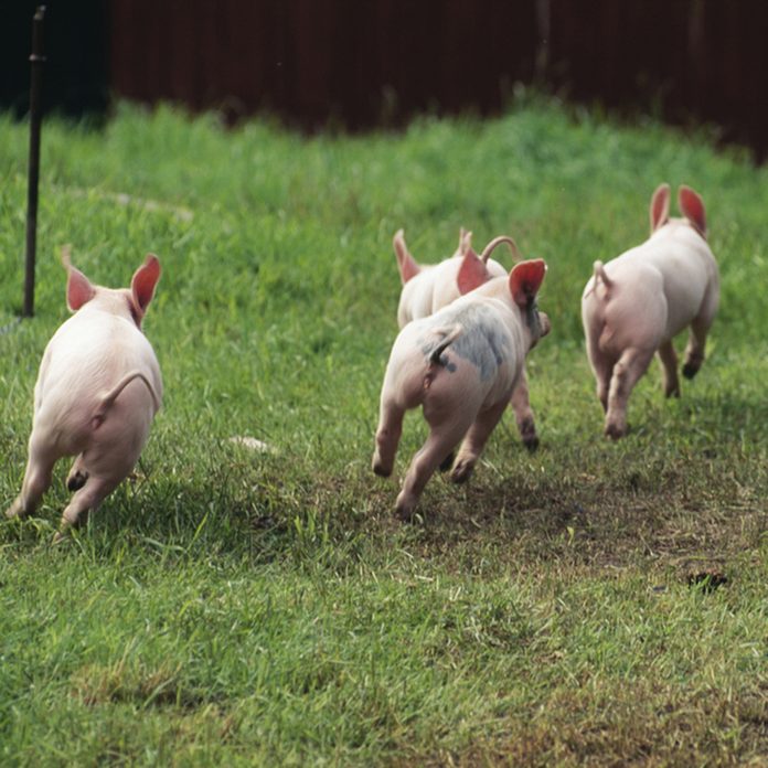 Piglets running in field