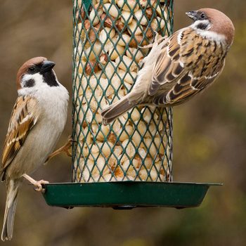 Close up photo of two eurasian tree sparrows on a feeder with peanuts; Shutterstock ID 136554365; Job (TFH, TOH, RD, BNB, CWM, CM): Taste of Home