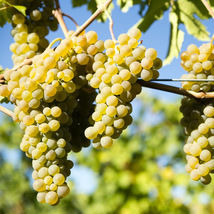 Viognier is a white wine grape variety