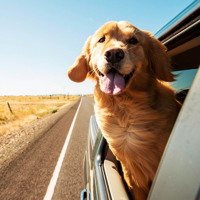 Dog sticking his head out of a car window on country road