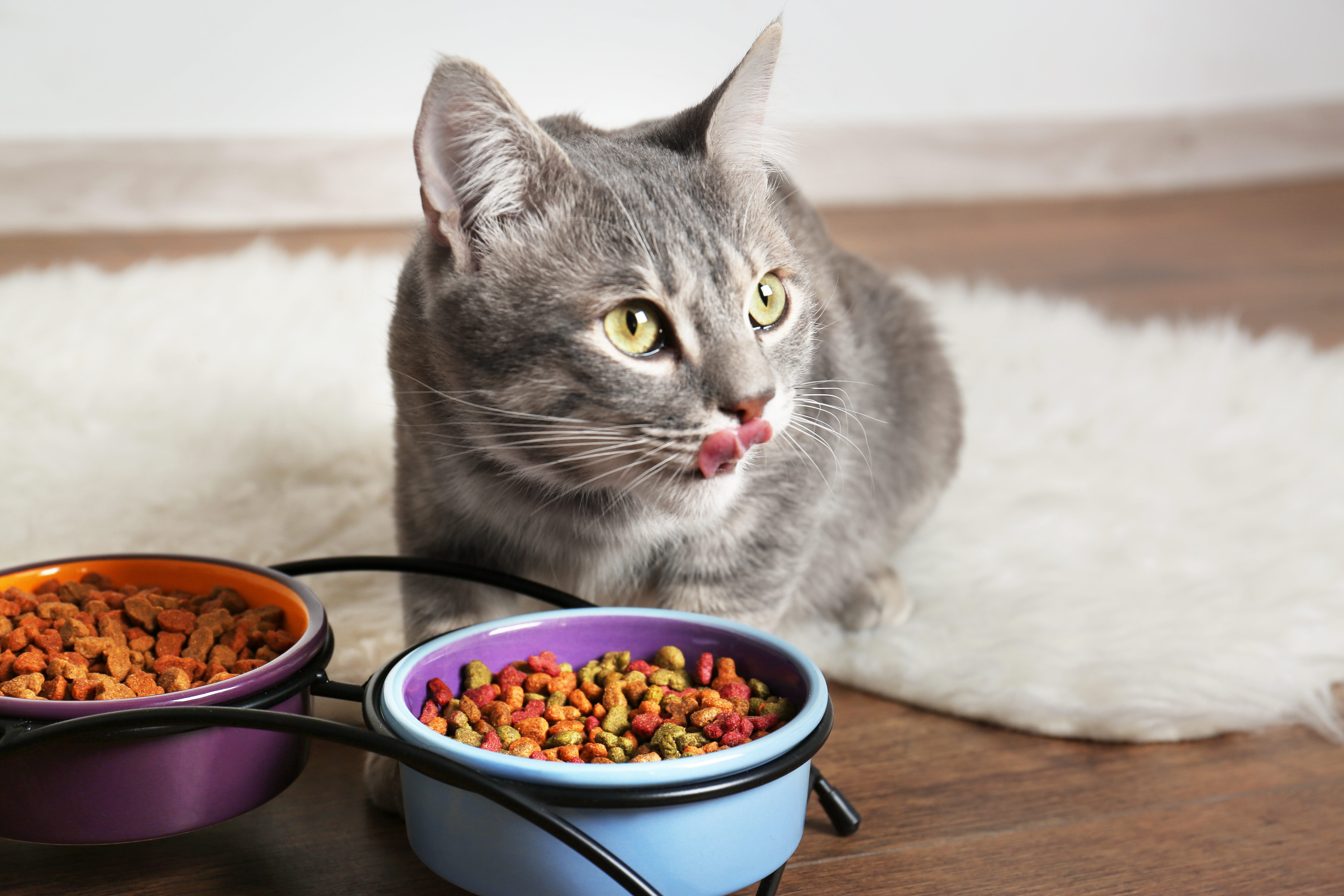 what home food can kittens eat
