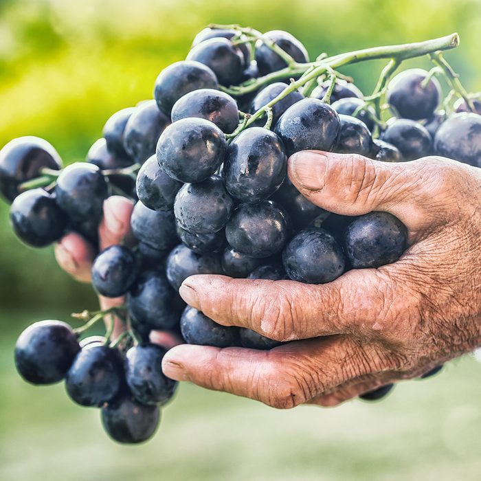 Black or blue bunch grapes in hand old senior farmer.