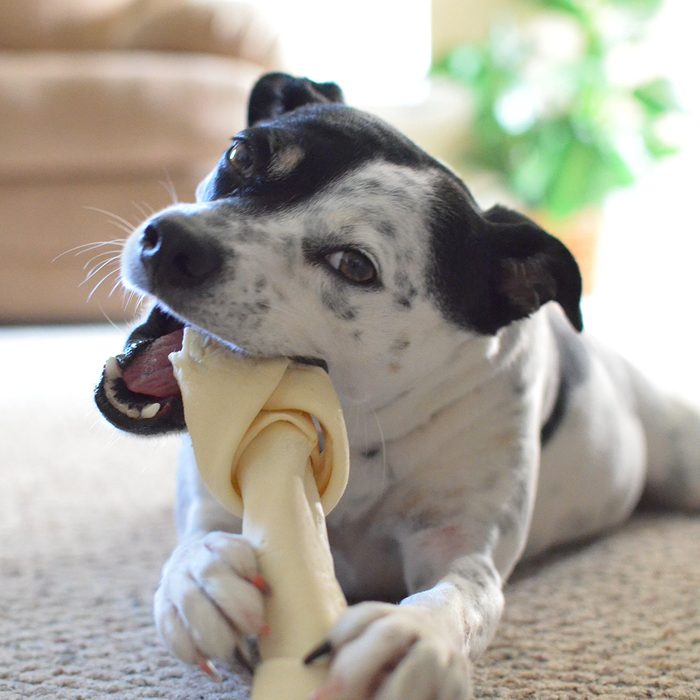 Dog gnawing on a bone