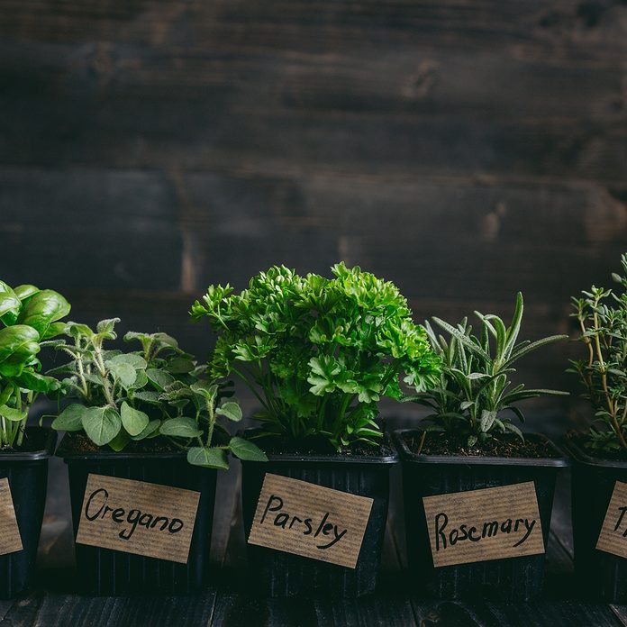 Fresh herbs on the wooden background
