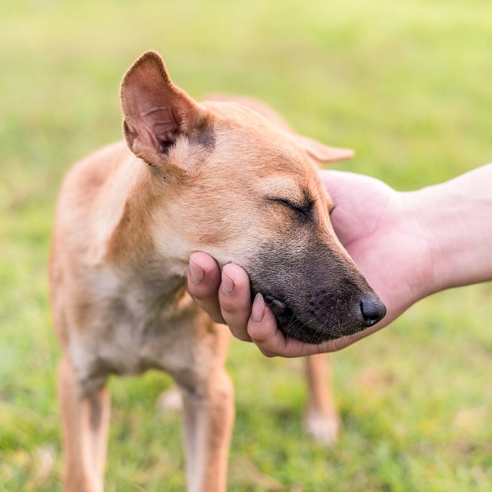 Human hand petting a dog's face