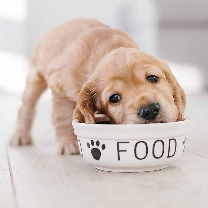 Puppy eating food from their bowl