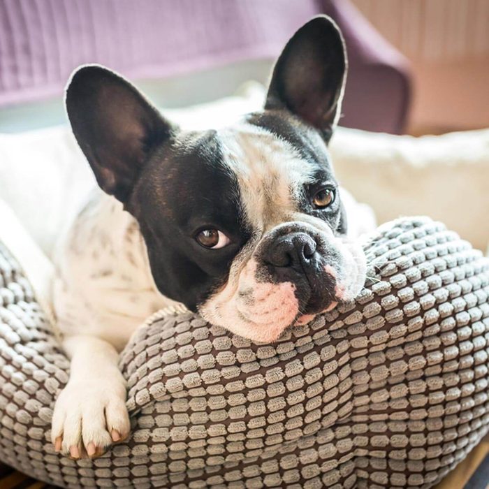 shutterstock_267382895 french bulldog in pet bed