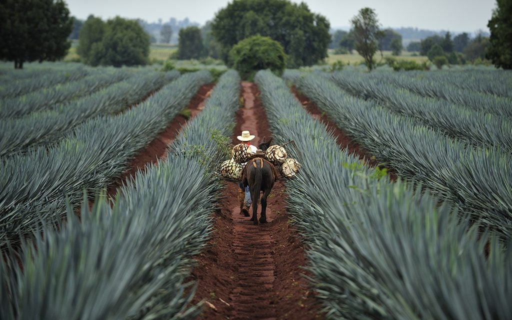 Tequila, Jalisco, Mexico : October.11. 2013: Farmer loading the harvested blue agave by donkey for Tequila production, town of Tequila, Jalisco, Mexico