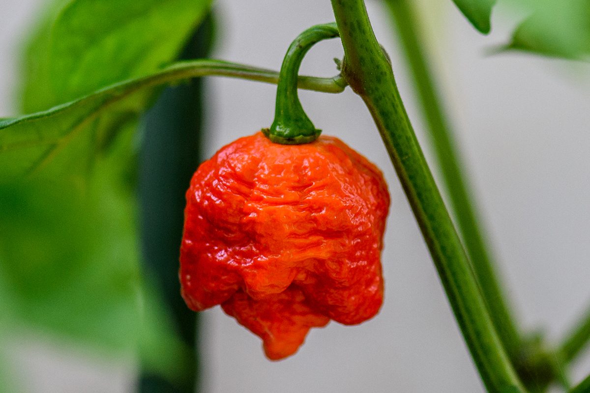 Red hot chilli pepper Trinidad scorpion on a plant. Capsicum chinense peppers on a green plant with leaves in home garden or a farm.