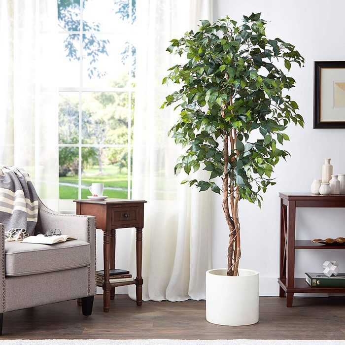 Natural-Looking Ficus Tree