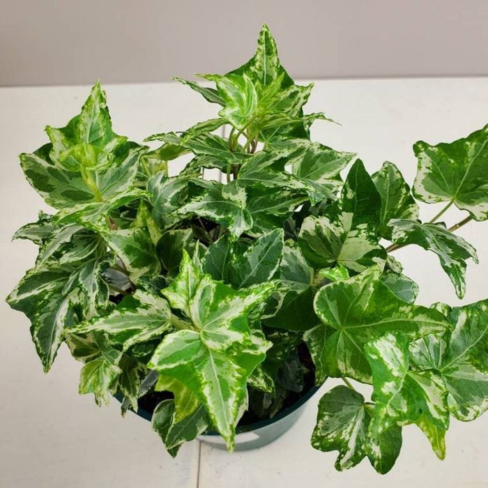 low light houseplants Hedera Helix Kolibri English Ivy