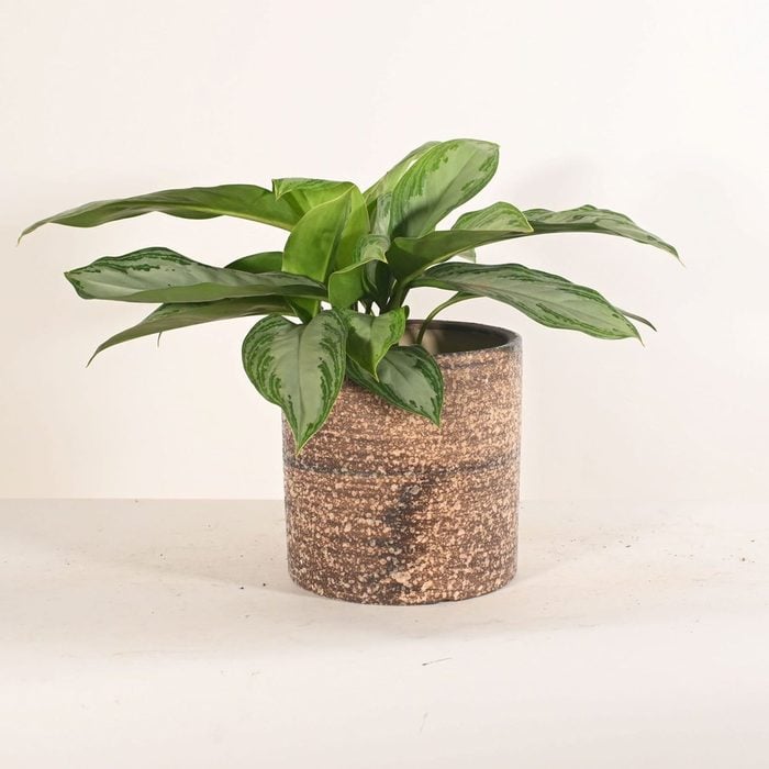low light houseplants Live Chinese Evergreen Plant With Pot 8