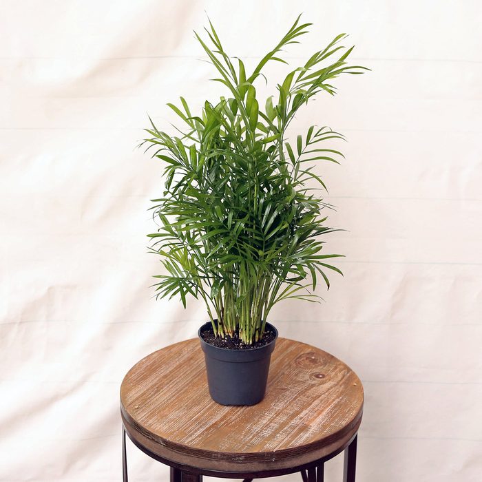 low light houseplants Live Parlor Palm Chamaedorea Elegans