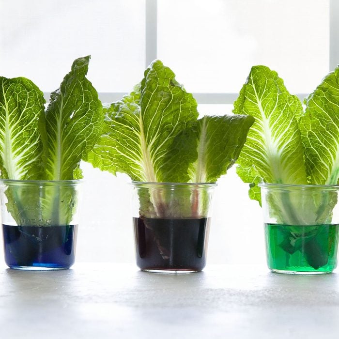 How plants eat experiment