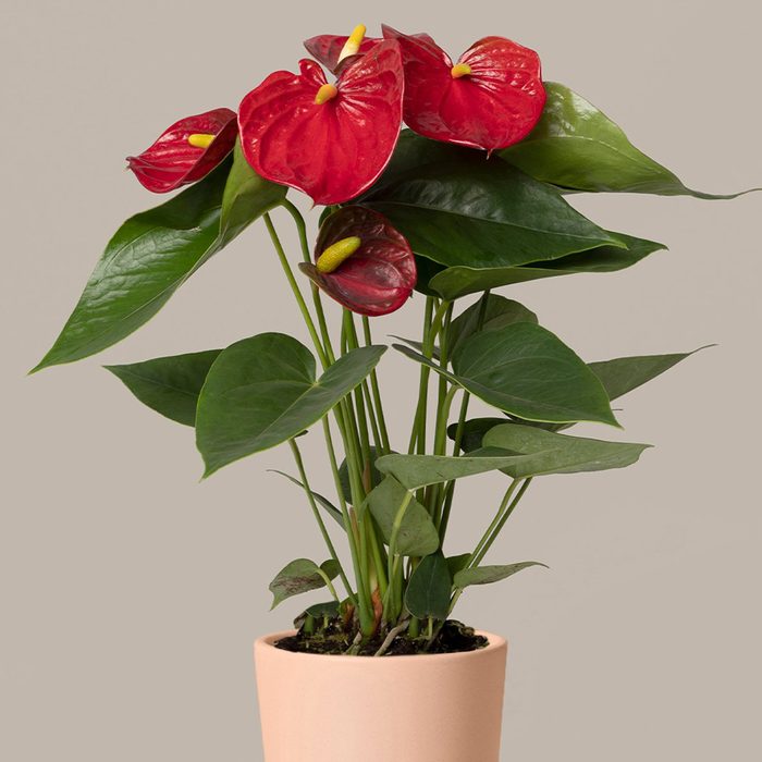 Red Anthurium low light houseplants