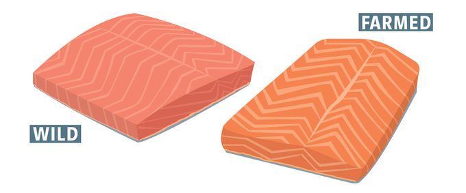 two illustrations of the differene betweeen wild caught salmon and farmed